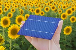 Gros plan sur une cellule solaire tenue par une main gantée, avec un champ de tournesols lumineux en arrière-plan.
